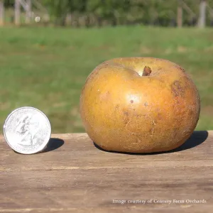 Bare Root Pomme Gris Apple Tree (Malus cv.)