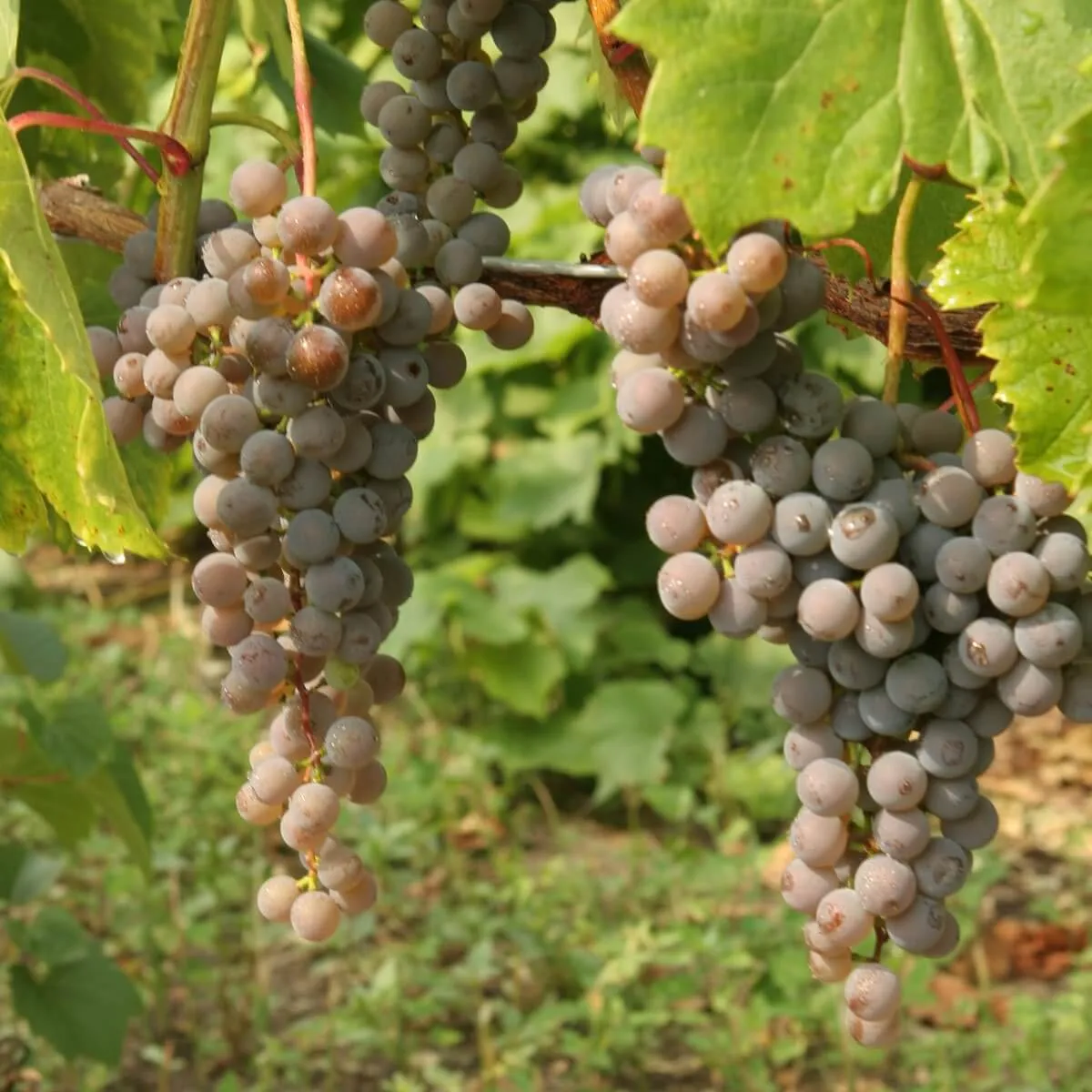 Grape: 'Frontenac Gris' 1 gal (Bl)